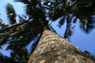 仰视挺拔棕榈树