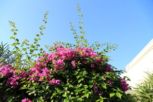 盛放的紫花与蓝天相映