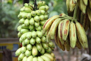 青绿香蕉串 饱满果实挂