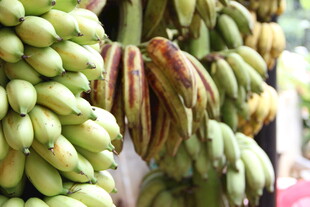 新鲜香蕉成串悬挂