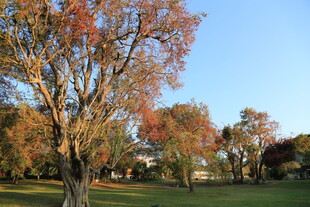 秋日公园斑斓树木景致