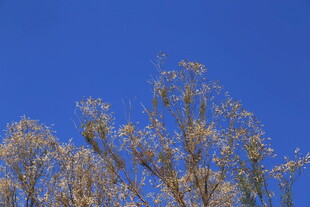 蓝天映衬下的金黄树枝