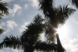 阳光透过棕榈树洒下