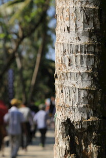 树干上的刻字痕迹