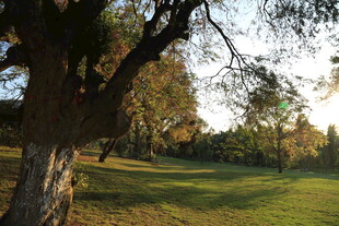 黄昏下的静谧草地与树木