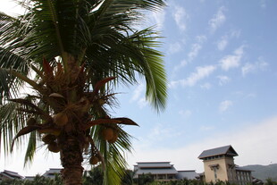椰树旁的古朴建筑风光