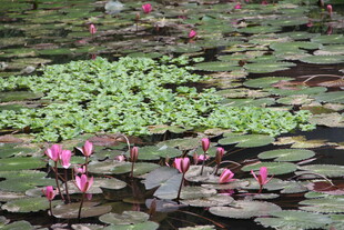 池塘中的睡莲与水生植物