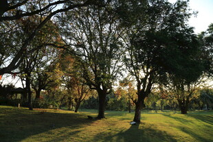 秋日公园的静谧林荫
