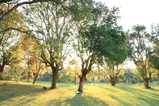 阳光照耀下的静谧树林