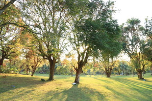 阳光洒落的静谧林间草地
