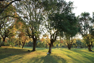 阳光洒落的静谧林间草地