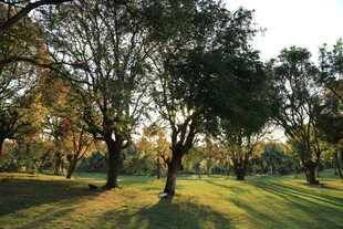 阳光照耀下的静谧树林