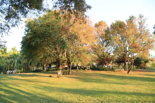 阳光照耀下的静谧公园草地