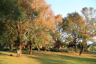 秋日公园树林美景