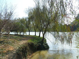 河畔垂柳 春日静谧景致