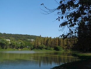 湖畔绿树成荫的美丽风光