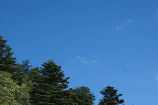 蓝天绿树风景图