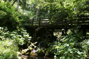 林间木桥隐于葱郁植被