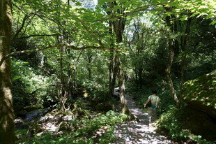 茂密丛林中的自然景致