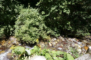 山间溪流旁的繁茂绿植