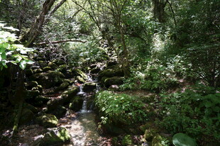 茂密丛林中的自然景致