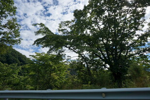 车窗外的绿树蓝天美景