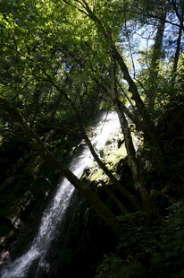 林间瀑布 绿意盎然的景致