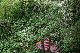 森林中的多彩指示牌