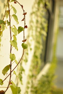 藤蔓缠绕的生机景象