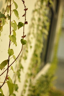 藤蔓缠绕墙面绿意盎然