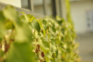 窗边翠绿藤蔓生机勃勃