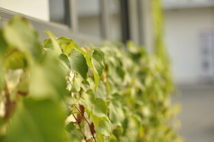 窗边翠绿藤蔓植物特写