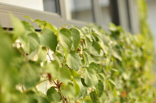 窗边翠绿爬藤植物景色