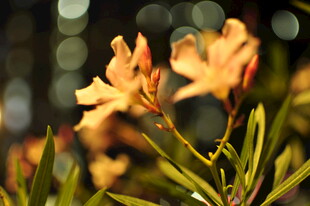 娇艳绽放的橙色花卉