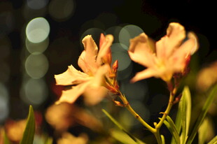 夜间绽放的柔美黄色花朵