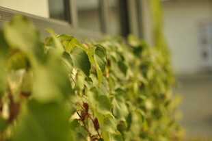 翠绿藤蔓植物生机盎然