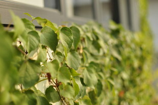 绿叶藤蔓攀附建筑墙面