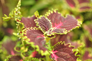 多彩斑斓的彩叶草叶片