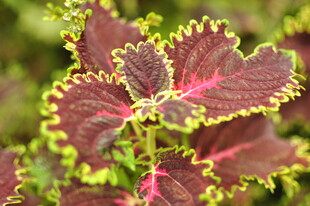 彩边紫苏植物特写