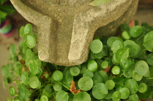 石兽旁的翠绿多肉植物