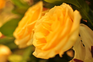 两朵娇艳的黄色玫瑰花