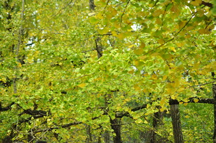 翠绿树林 尽显自然生机