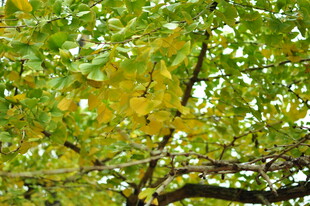 秋日树枝上的斑斓树叶