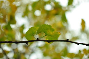 枝头绿叶 秋意初显