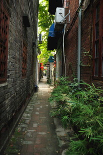 古巷幽径 绿植相伴的静谧处