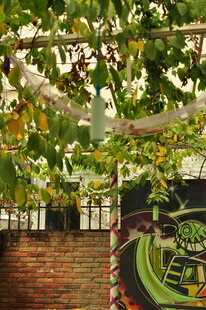 藤蔓下的砖墙与艺术涂鸦