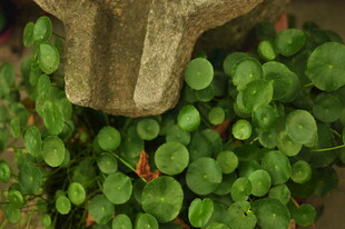 绿植中的古朴物件