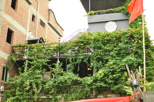 绿植覆盖的建筑一角