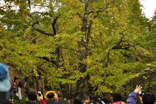 秋日银杏下的热闹场景