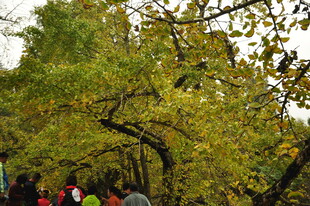 秋日林间漫步景象